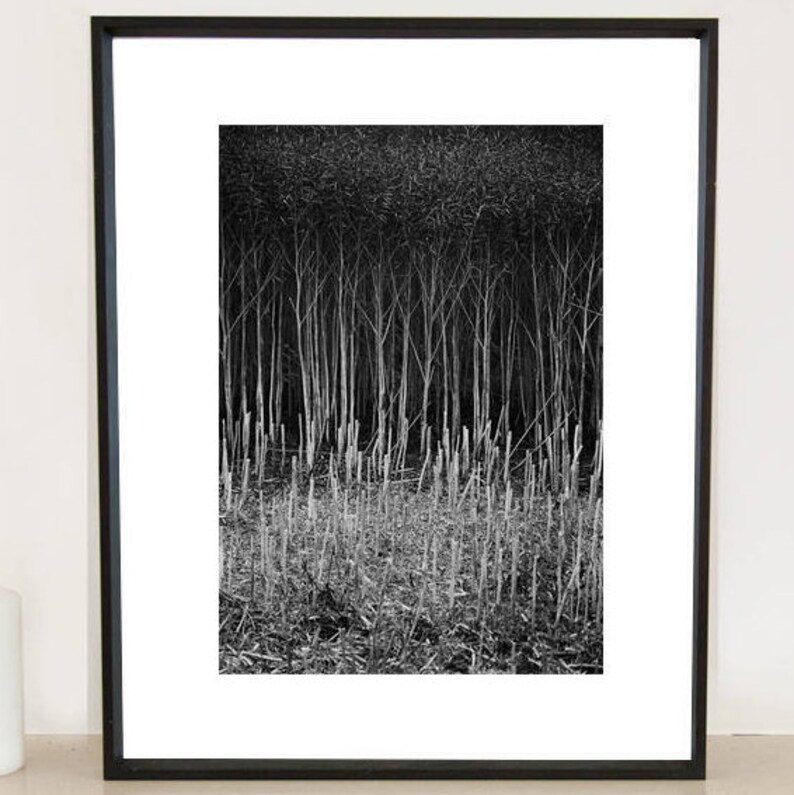 Stubble, Suffolk Signed Black and White Fine Art Print / Crops Photography / Rapeseed Photo image 2