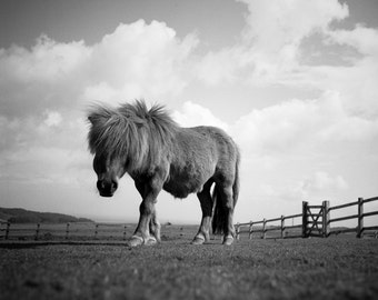 Impression d'art signée Billy le poney Shetland en noir et blanc / photographie poney / photo cheval miniature