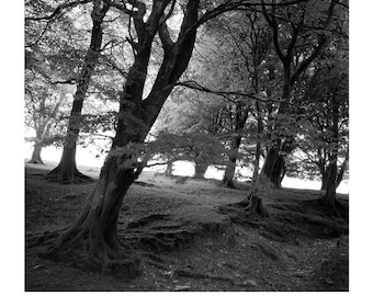 Woodland, Exmoor, signierter Kunstdruck / Schwarzweiße Bäume / Waldbaum Foto