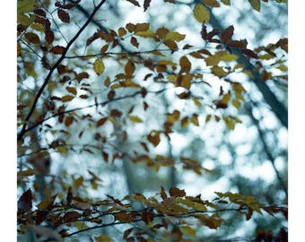 Herbstblätter, Thornham Walks, signierter Kunstdruck / Suffolk Woodland Photography / Blätterfoto