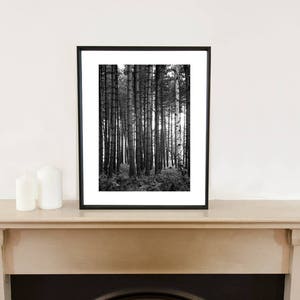 Trees and Woodland, Thetford Forest signierter Kunstdruck / schwarzweiße Bäume / Baumfoto Bild 4