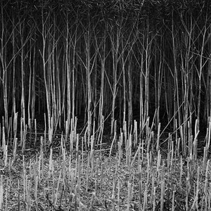 Stubble, Suffolk Signed Black and White Fine Art Print / Crops Photography / Rapeseed Photo image 1