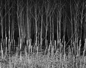 Chaume, impression d'art en noir et blanc signée Suffolk / photographie de cultures / photo de colza