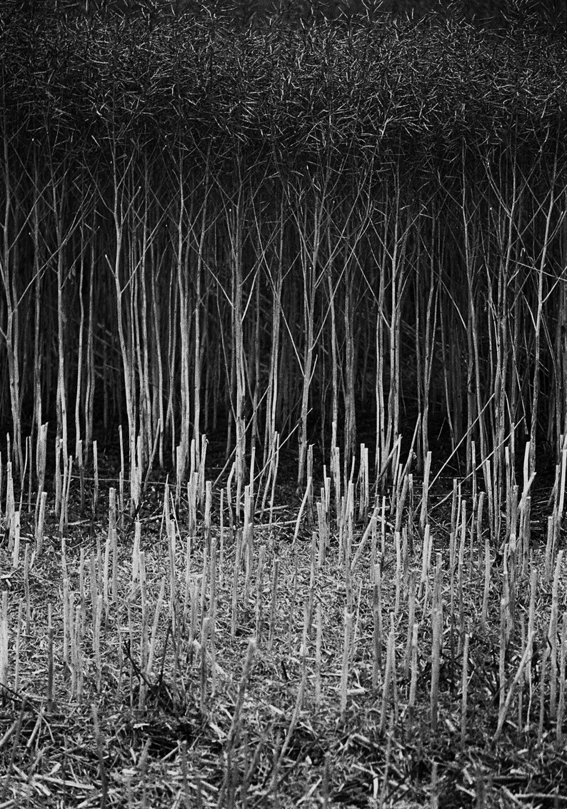 Stubble, Suffolk Signed Black and White Fine Art Print / Crops Photography / Rapeseed Photo image 1