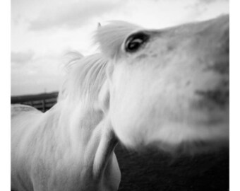 Milly, White Horse Signed Art Print / Black and White Equestrian Photography / Pony Photo