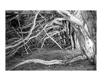 Branches d'arbres et racines, Blickling Estate, Norfolk / Impression d'art signée en noir et blanc / Photo d'arbre