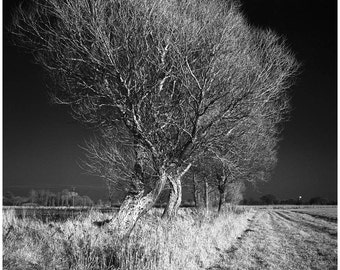 West Thorpe IV, Suffolk, zwart-wit Fine Art Print/infraroodfotografie/boomfoto/natuurprint