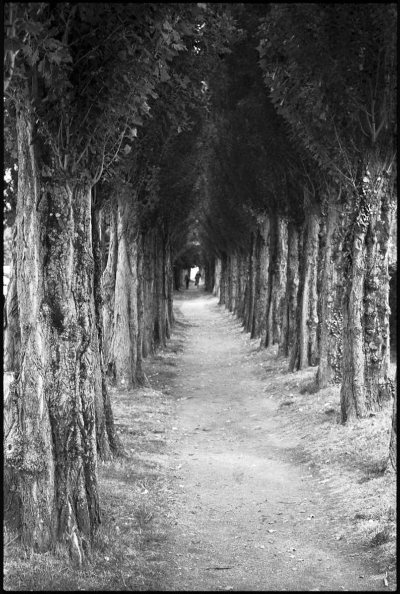 Treeline, Honfleur, Frankreich Signierter Kunstdruck / Schwarz-Weiß-Fotografie / Baumfoto Bild 1