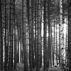 Trees and Woodland, Thetford Forest signierter Kunstdruck / schwarzweiße Bäume / Baumfoto Bild 1