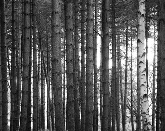 Alberi e boschi, stampa artistica firmata Thetford Forest / fotografia di alberi in bianco e nero / foto di alberi