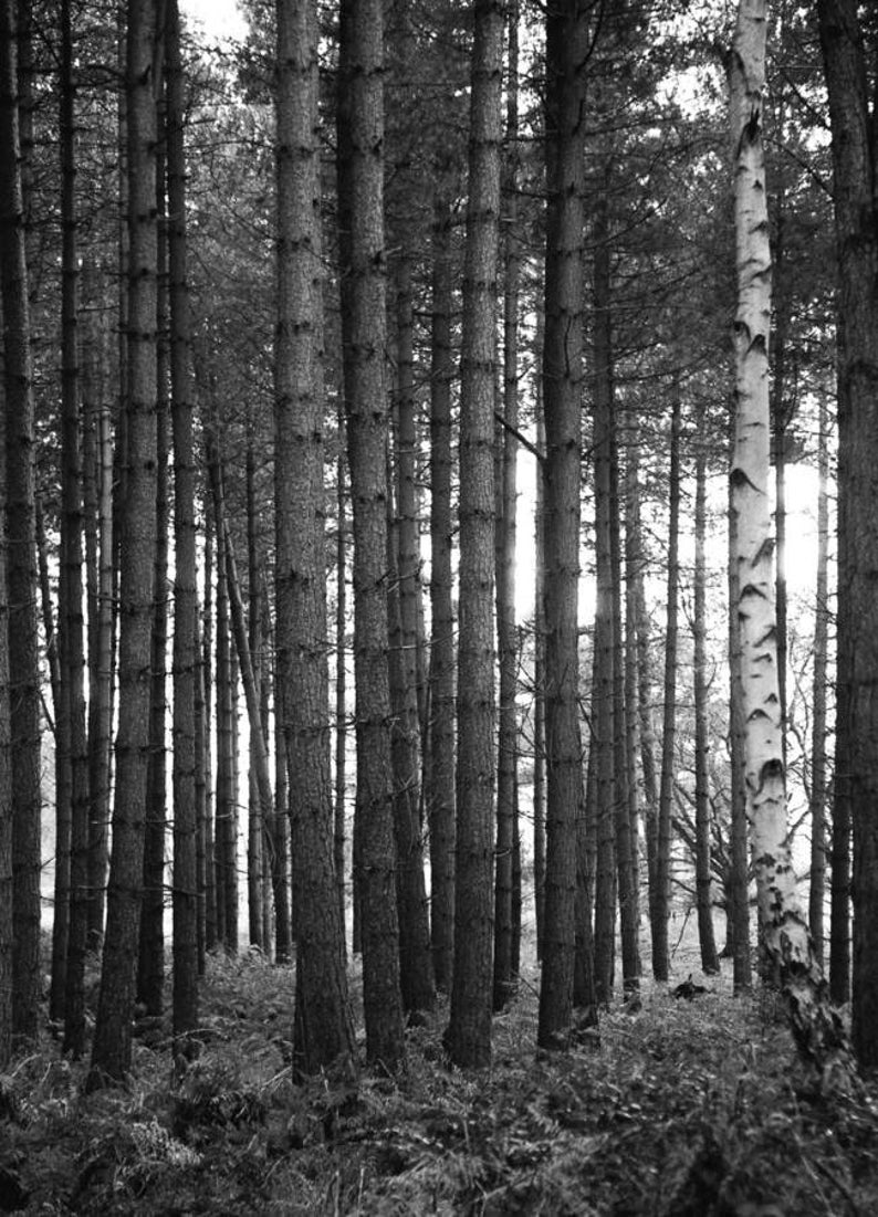 Trees and Woodland, Thetford Forest signierter Kunstdruck / schwarzweiße Bäume / Baumfoto Bild 1