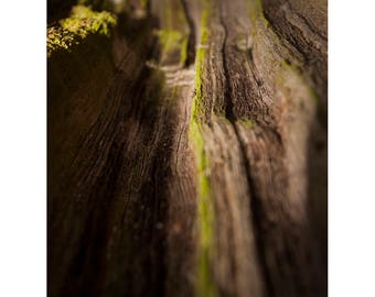 Moss On Bark, Signed Art Print / Tree Photography / Bark Botanical Photo