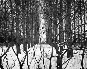 Bordure des arbres, Beccles, Suffolk, impression d'art en noir et blanc signée / Photographie d'arbre / Photo de forêt d'hiver