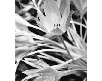 Autumn Crocus Signed Art Print / Black And White Flora Photography / Flower Detail Photo