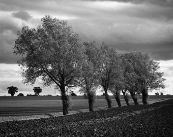 Walsham Le Willows, stampa d'arte in bianco e nero firmata Suffolk / fotografia di alberi / foto di paesaggi