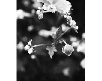 Anemone giapponese, Suffolk, stampa artistica firmata / Fotografia floreale in bianco e nero / Foto di dettaglio