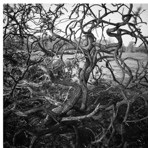 Branches d'arbres abstraites, Bungay, Suffolk / Noir et blanc / Arbre des bois Fine Art Impression photo image 1