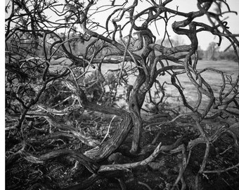 Ramas de árboles abstractas, Bungay, Suffolk / Blanco y negro / Bellas artes de árboles del bosque Lámina fotográfica