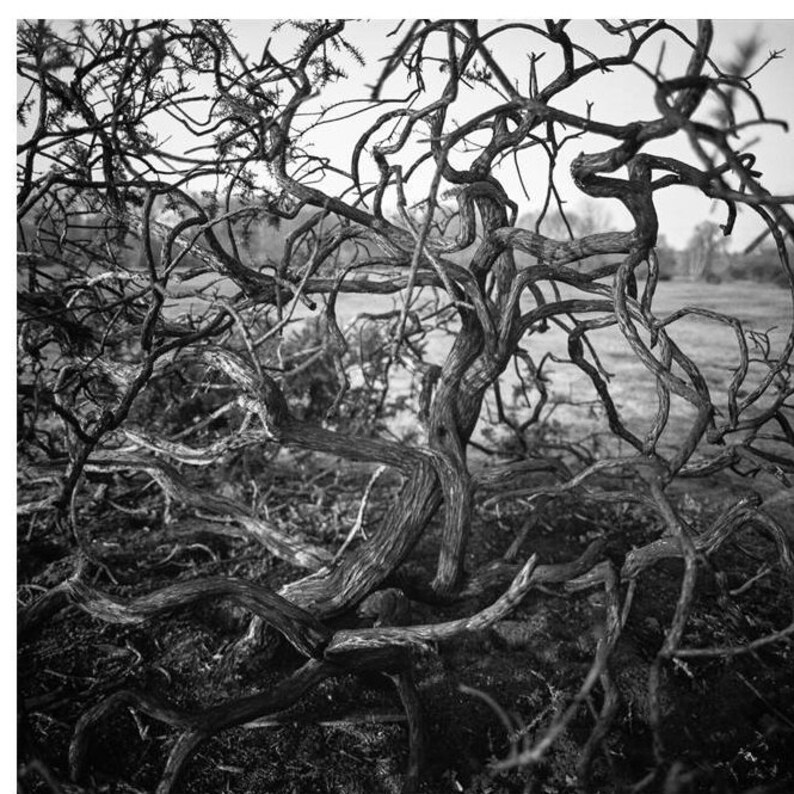 Branches d'arbres abstraites, Bungay, Suffolk / Noir et blanc / Arbre des bois Fine Art Impression photo image 1