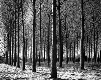 Woodland, Beccles, Suffolk Firmado en blanco y negro Impresión de bellas artes / Fotografía de bosques / Foto de árboles