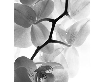 Stampa artistica firmata White Orchid II / Fotografia floreale in bianco e nero / Foto di dettagli floreali