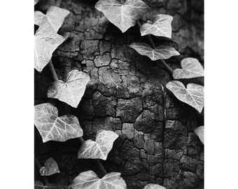 Ivy on Tree, Black And White Photography / Botanical Signed Art Print / Ivy Leaves Photo