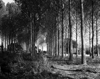 Impression d'art en noir et blanc signée Wickham Skeith, Suffolk / Photographie des bois / Photo d'arbres