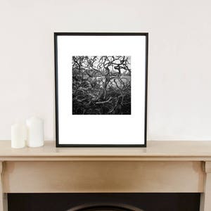 Branches d'arbres abstraites, Bungay, Suffolk / Noir et blanc / Arbre des bois Fine Art Impression photo image 3