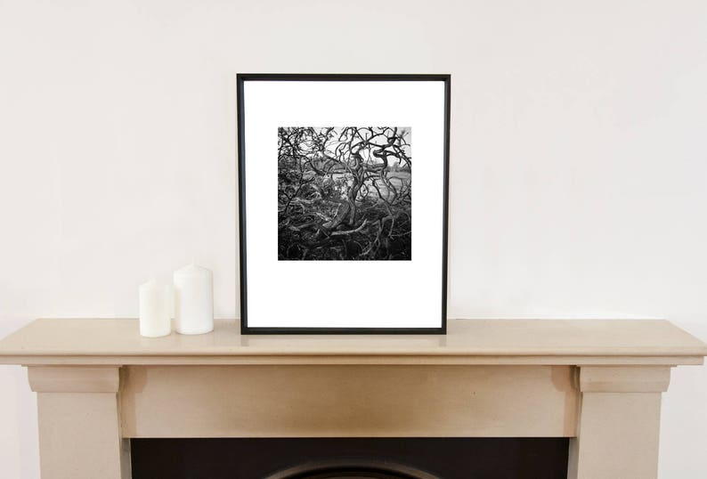 Branches d'arbres abstraites, Bungay, Suffolk / Noir et blanc / Arbre des bois Fine Art Impression photo image 3