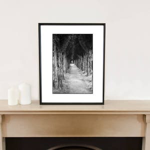 Treeline, Honfleur, Frankreich Signierter Kunstdruck / Schwarz-Weiß-Fotografie / Baumfoto Bild 4