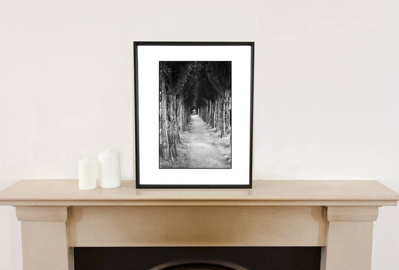 Treeline, Honfleur, Frankreich Signierter Kunstdruck / Schwarz-Weiß-Fotografie / Baumfoto Bild 4