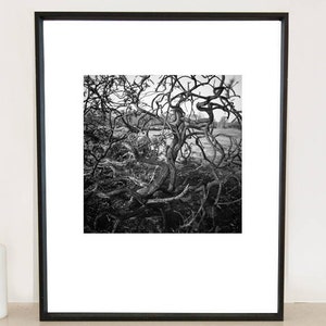 Branches d'arbres abstraites, Bungay, Suffolk / Noir et blanc / Arbre des bois Fine Art Impression photo image 2