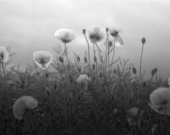 Poppy's ondertekende zwart-wit Fine Art Print/Flora fotografie/Poppy's foto