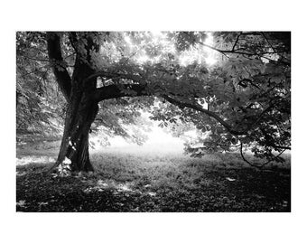 Woodland, Anglesey Abbey, Cambridge, signierter Kunstdruck / Schwarz-Weiß-Baumfotografie / Waldfoto