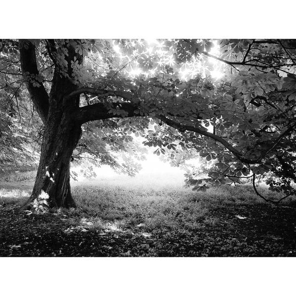 Woodland, Anglesey Abbey, Cambridge, Signed Art Print / Black and White Tree Photography / Woodland Photo