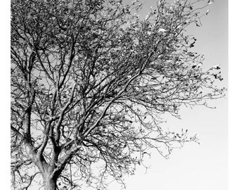 Oak Tree ondertekend Art Print / zwart-wit fotografie / boomtakken foto