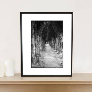 Treeline, Honfleur, Frankreich Signierter Kunstdruck / Schwarz-Weiß-Fotografie / Baumfoto Bild 2