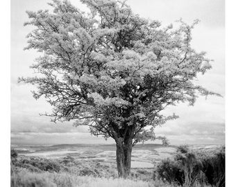 Árbol, Exmoor, Impresión de arte firmada / Fotografía de árbol infrarrojo en blanco y negro / Foto de Exmoor