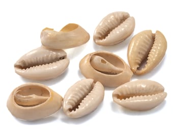 Natural Cowrie Shell Beads, Seashell Pendant Spacer (14mm - 19mm) -2321