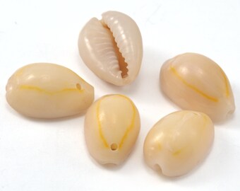 Natural Cowrie Shell Beads, Seashell Pendant Spacer (13mm-17mm) -2318