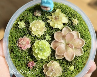 Pinguicula agnata Leaves | Mexican Butterwort Carnivorous Plant • Easy Care