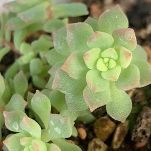 Könnte beinhalten: Nahaufnahme einer Sukkulentenpflanze mit hellgrünen Blättern und rötlich-rosa Spitzen. Die Blätter sind in einem Rosettenmuster angeordnet, umgeben von kleinen Kieselsteinen und Erde. Die Farbpalette ist weich und natürlich.