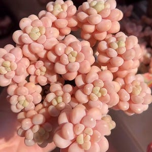 Graptosedum Rococo | Lavender Pink Succulent | Leaf for Propagation or Baby Plant