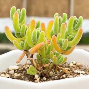 May include: A close-up shot of a succulent plant with cylindrical, finger-like leaves. The plant displays green, yellow, and orange colours. It is potted in a white, square container. The soil is visible at the base.