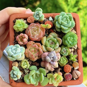 以下が含まれることがあります： 小さな多肉植物とリトープスが詰め込まれた正方形のテラコッタ製プランター。植物は緑、ピンク、ピーチ、紫のさまざまな色合いで、小石が混ざった土の中に配置されています。プランターの角は丸みを帯びています。