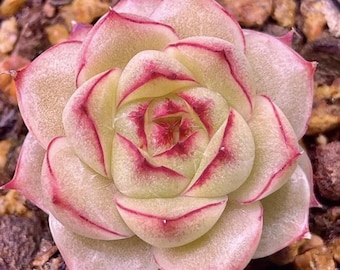 Foglie succulente di Echeveria 'Rose Queen' / Rara succulenta coreana • Facile da curare