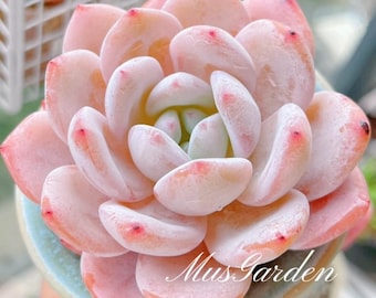 Echeveria Lauri Hybride 'Moon Light' - Blätter oder Pflanze - Seltene Sukkulente - Pflegeleicht