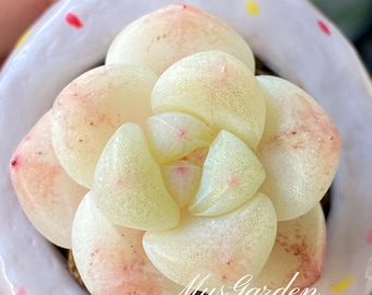 Echeveria híbrida ‘Vanilla Ice Cream’ / Suculenta viva poco común • Fácil de cuidar