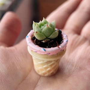 May include: A miniature succulent plant potted in a small container shaped like an ice cream cone. The cone has a waffle-textured base and a pink rim decorated with tiny blue and purple sprinkles, holding dark soil and a small green succulent.