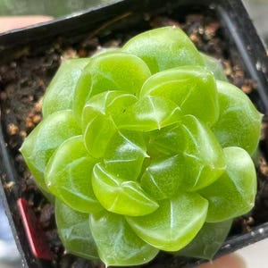 Puede incluir: Primer plano de una planta suculenta verde brillante en una maceta negra pequeña. La suculenta tiene hojas gruesas y translúcidas dispuestas en forma de roseta. Las hojas son de un verde brillante y la planta está sobre un fondo borroso.